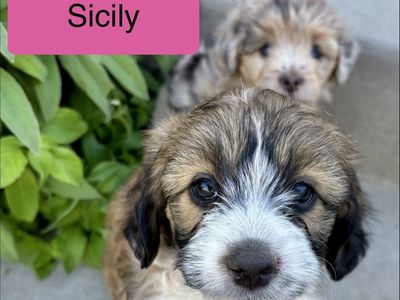 Toy Mini Micro Aussie Doodle Aussiedoodle - Bernadoodle, Mountain Dog, Goldendoodle, Cockapoo