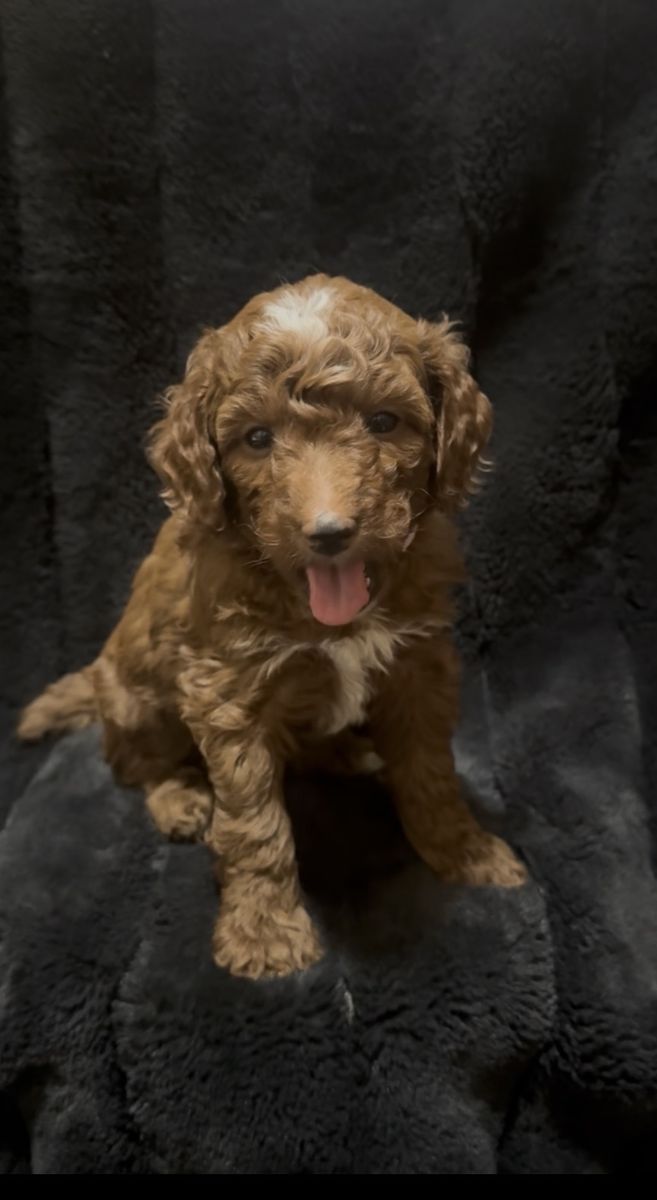 AKC Moyen (Medium) Poodle Puppies