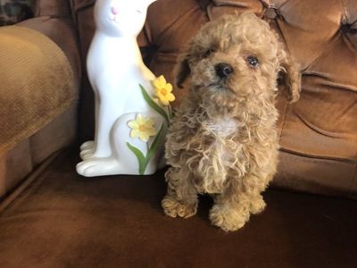 Toy Poodle