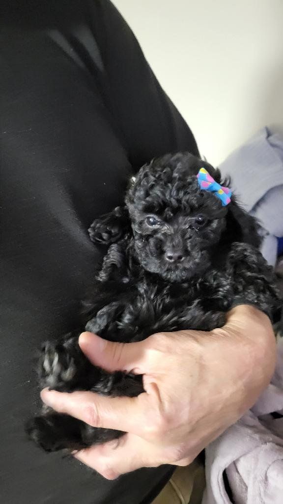 GORGEOUS MINI MALTIPOO PUPPy