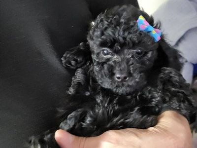 GORGEOUS MINI MALTIPOO PUPPy
