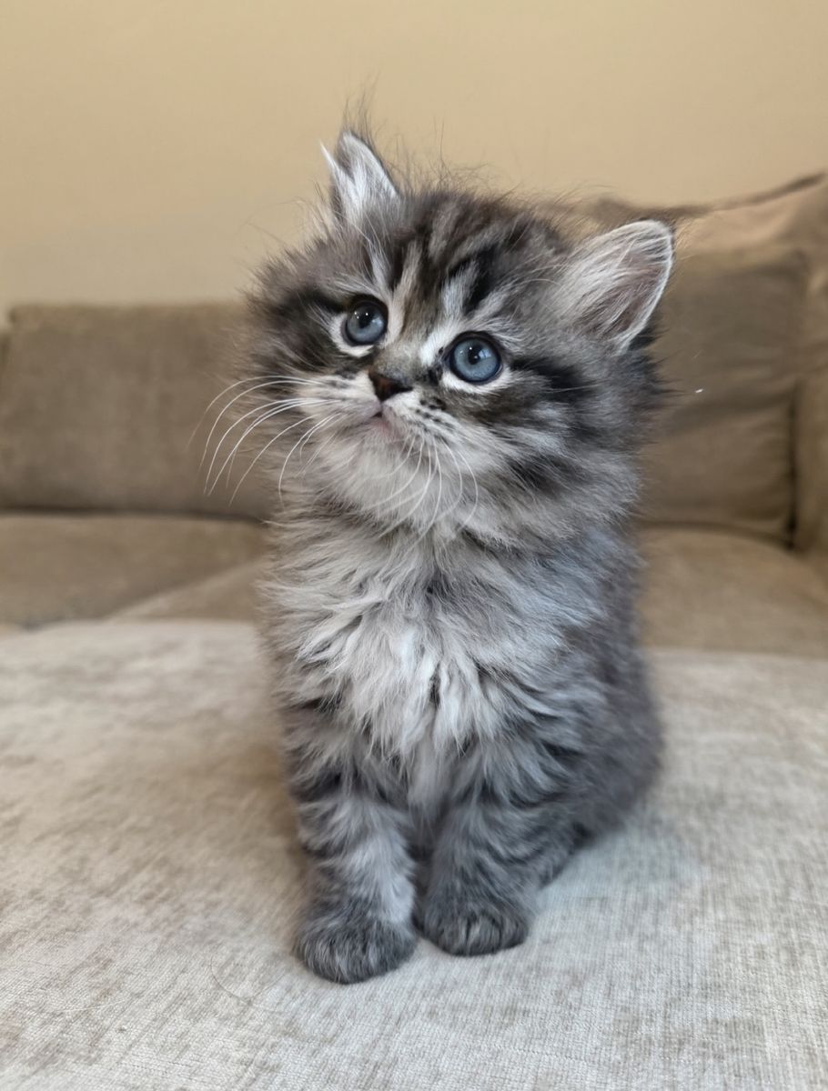 Ragdoll & Dollface Persian Kittens