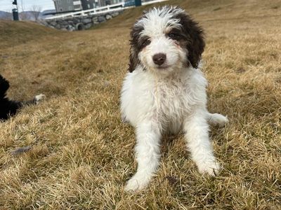 Standard Bernedoodles