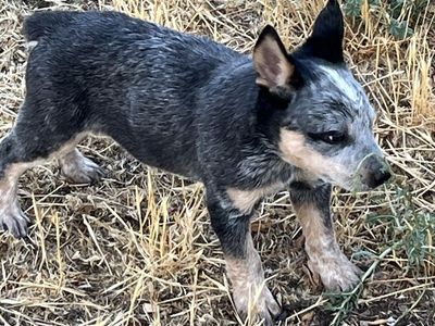 Heeler Pups