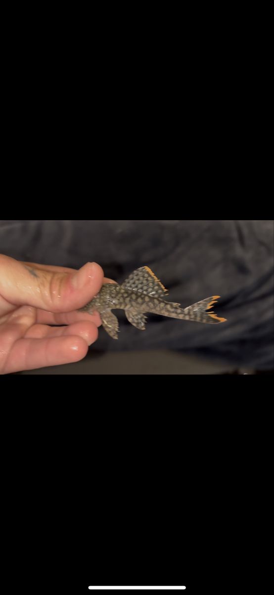 orange bream pleco (L106)