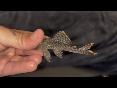 orange bream pleco (L106)