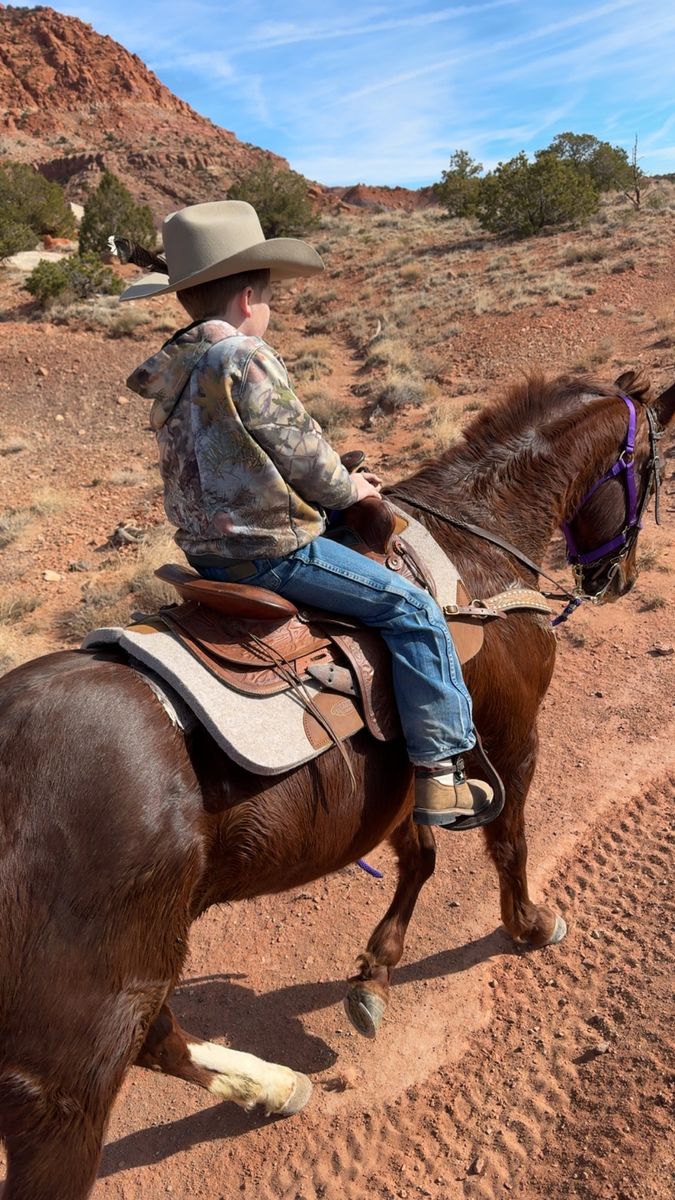 Quarter horse