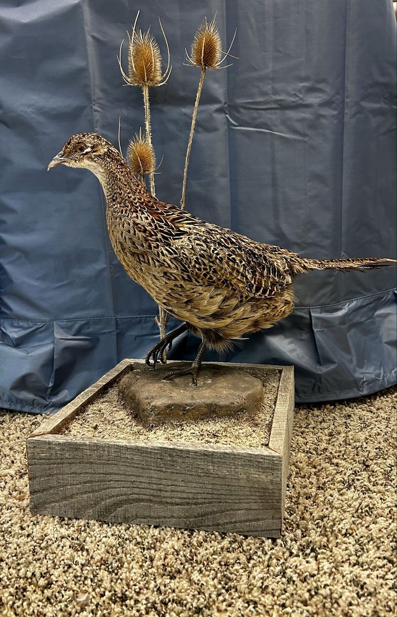 Taxidermy Female Ring-Necked Pheasant Mount on Wooden Base with Thistle