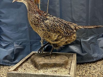 Taxidermy Female Ring-Necked Pheasant Mount on Wooden Base with Thistle