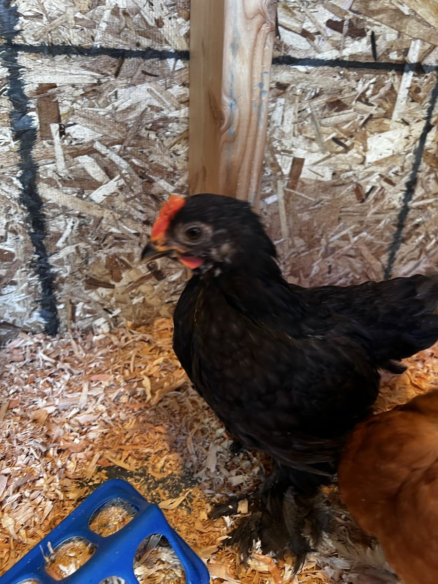 Free Bantam Cockerel