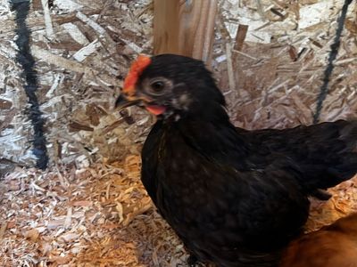 Free Bantam Cockerel