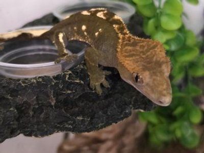 Female juvenile crested gecko