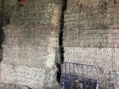 Grass/Alfalfa Hay Mix for Sale 3x3x8 bales for $175 per bale.