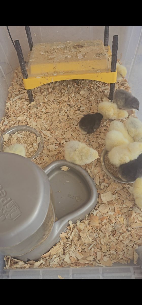 chicks