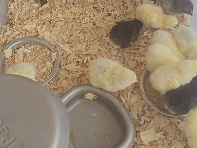 chicks