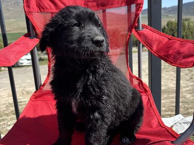 1 Female Puppy!!