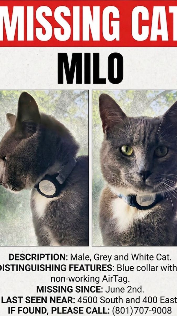 Missing Grey and White cat
