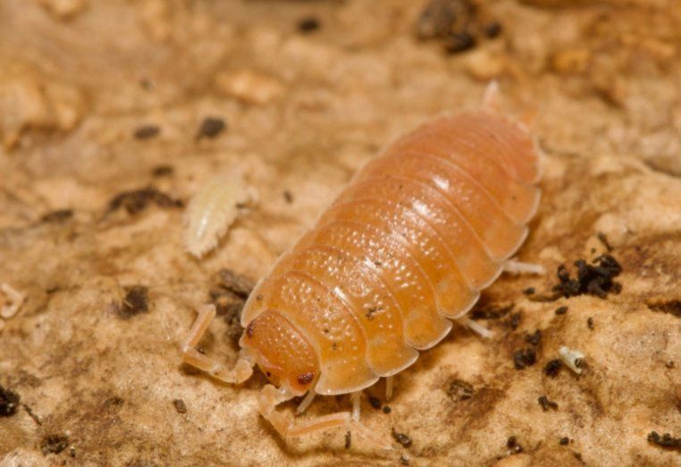 Spanish Orange Isopods
