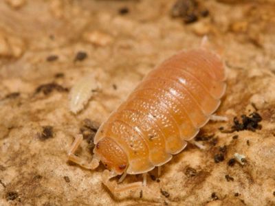 Spanish Orange Isopods