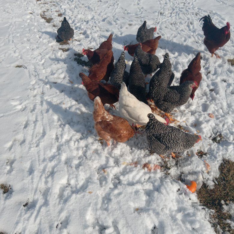 Hens For Sale