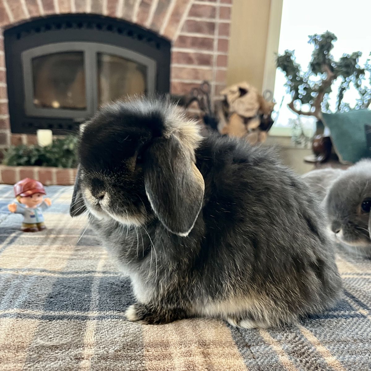 Black Otter Doe Holland Lop