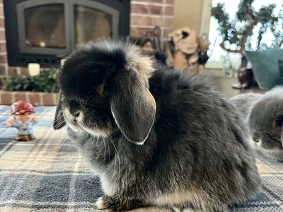 Black Otter Doe Holland Lop