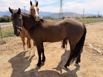 Half draft 3 yr old