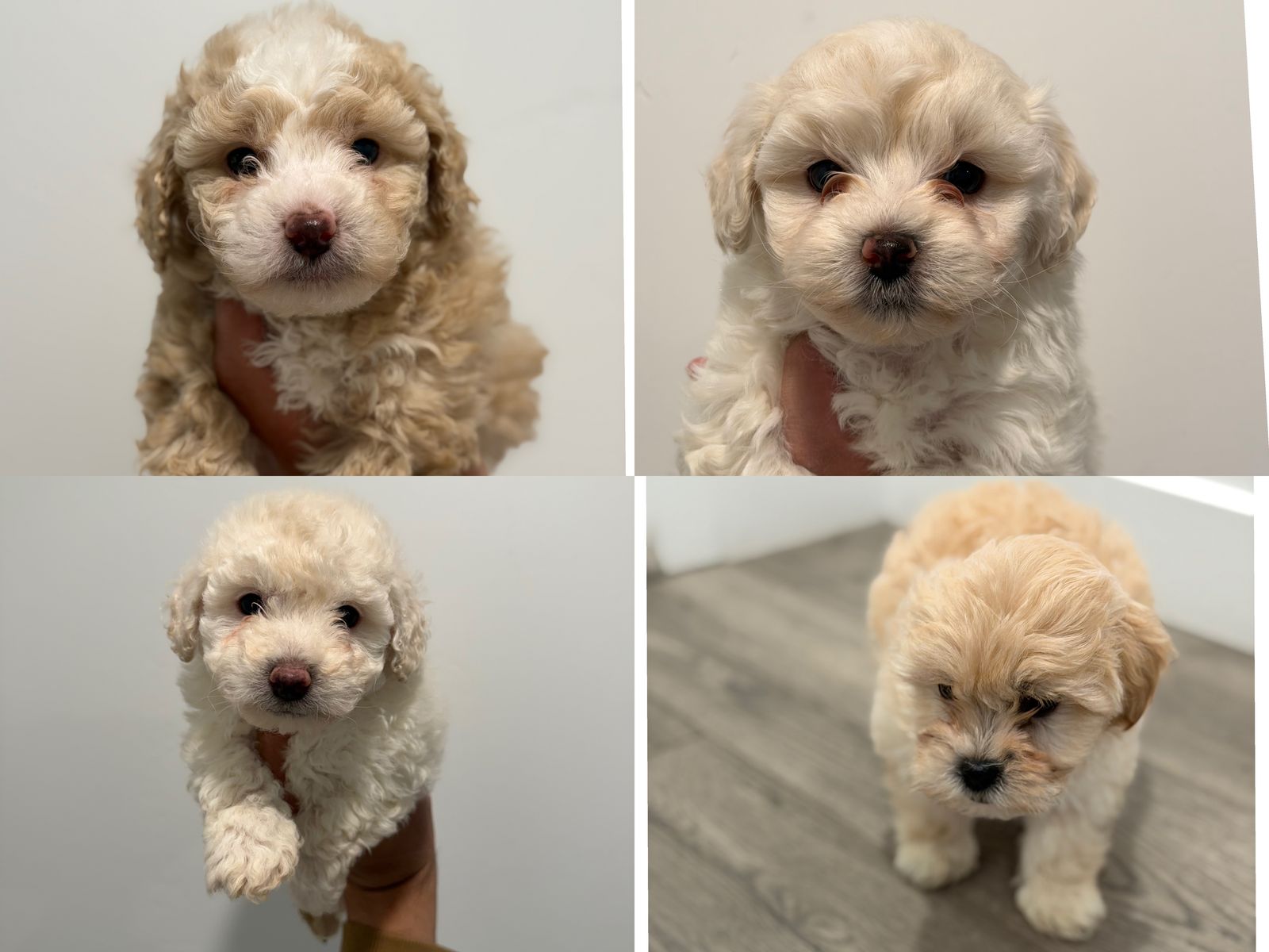 Maltipoo Puppies (Maltese x Poodle) Lap & Family Dogs | Toy Mini Hypoallergenic