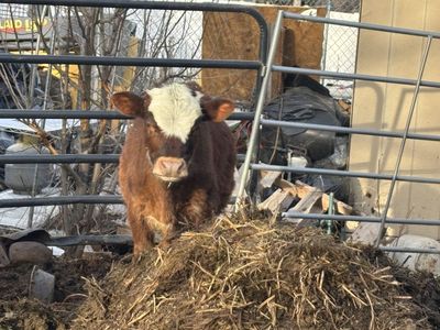 Weaned Calves For Sale