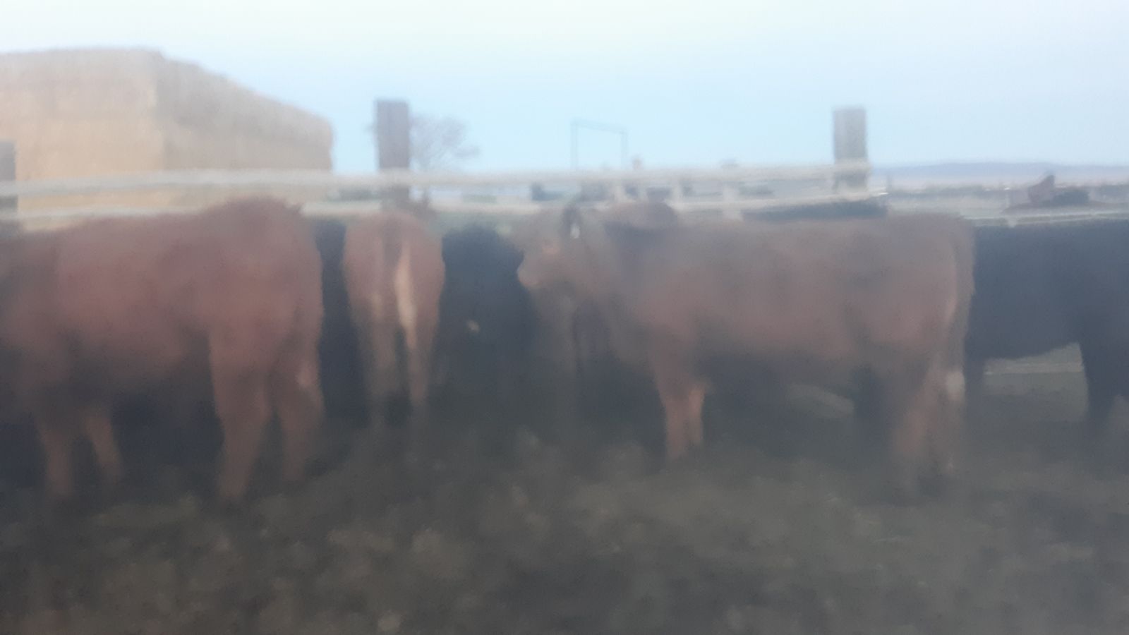 Replacement Heifers