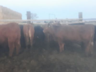 Replacement Heifers
