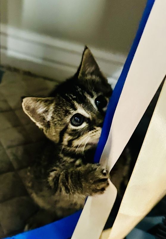 Half Bengal Kittens