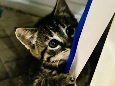 Half Bengal Kittens