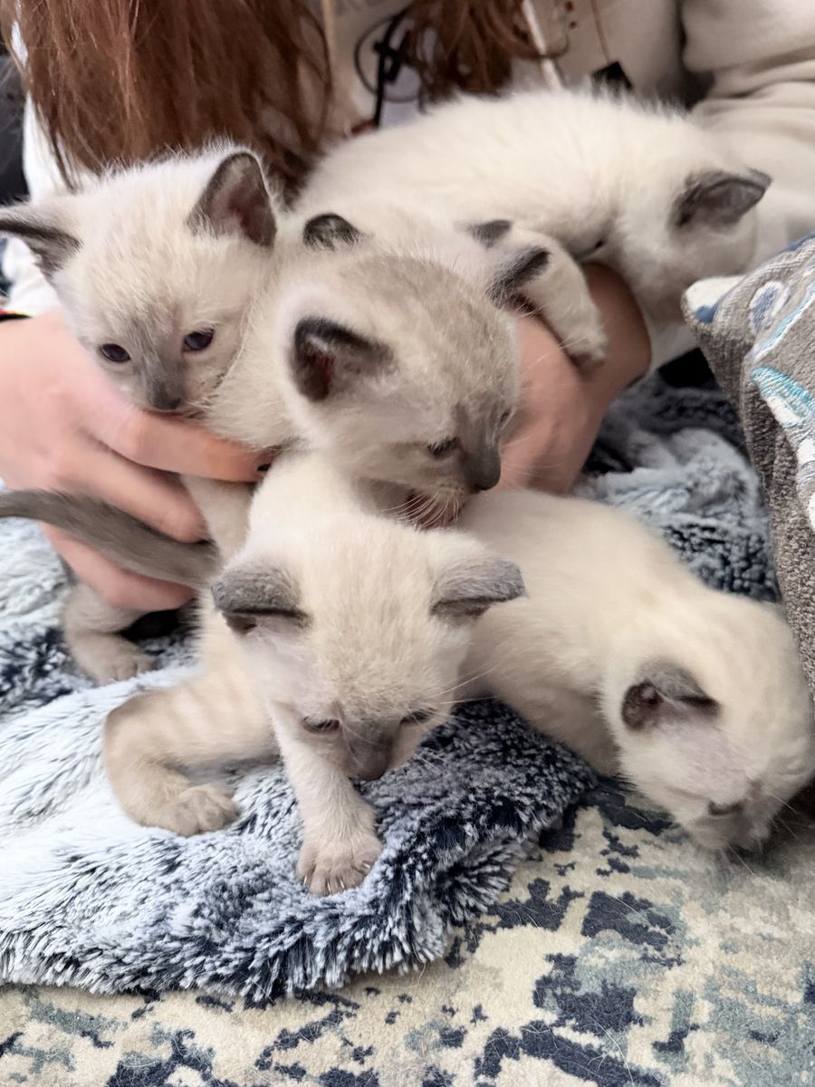 *Accepting Deposits to Reserve* Litter of Pure Bred Seal Point Siamese Kittens expected any day.