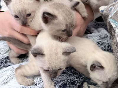 *Accepting Deposits to Reserve* Litter of Pure Bred Seal Point Siamese Kittens expected any day.
