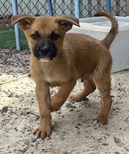 Cutest Border Collie/ 
American Terrier Mix 
*7 Female Puppies*
$199 OBO