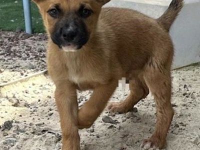 Cutest Border Collie/
American Terrier Mix
*7 Female Puppies*
$199 OBO