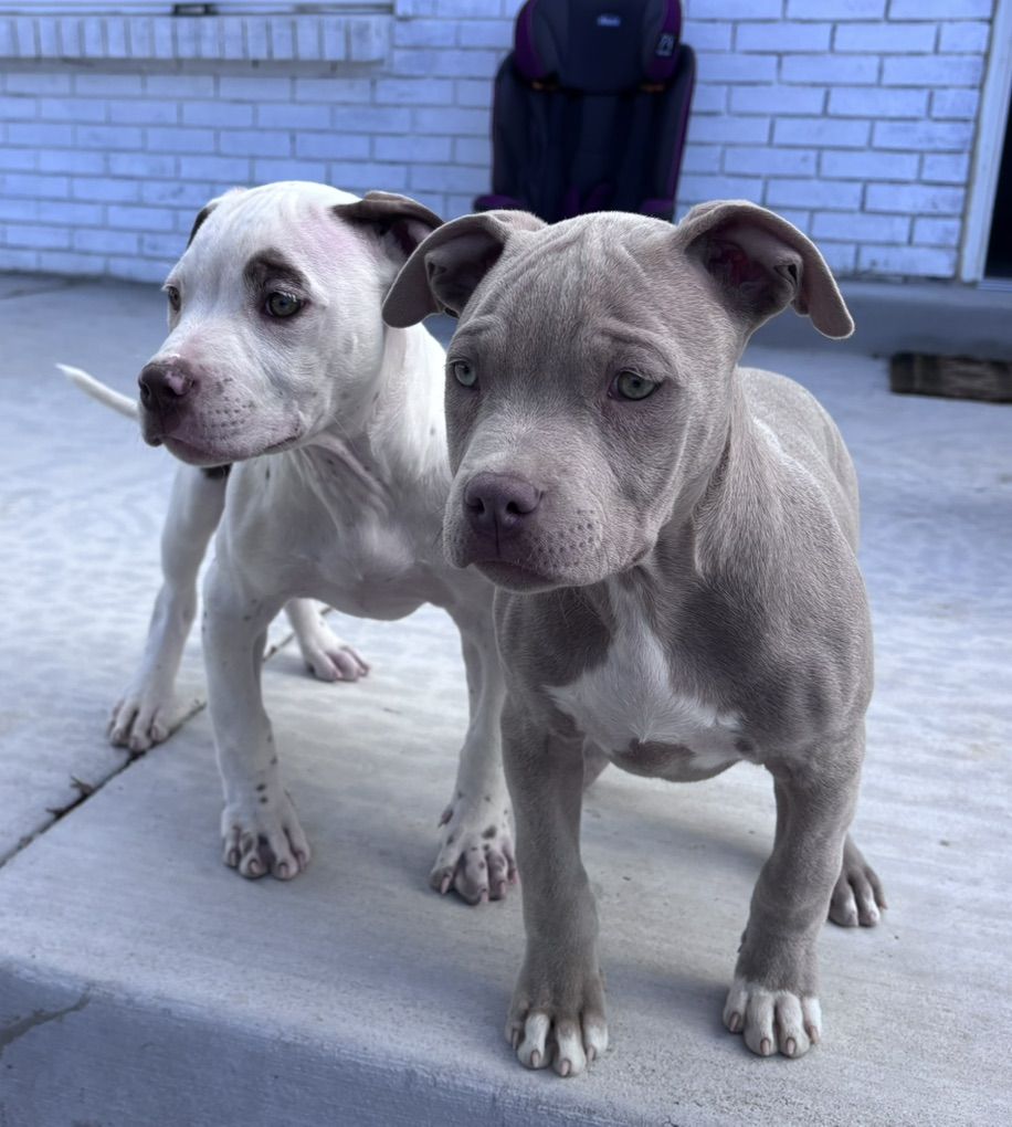 American Bully Puppies