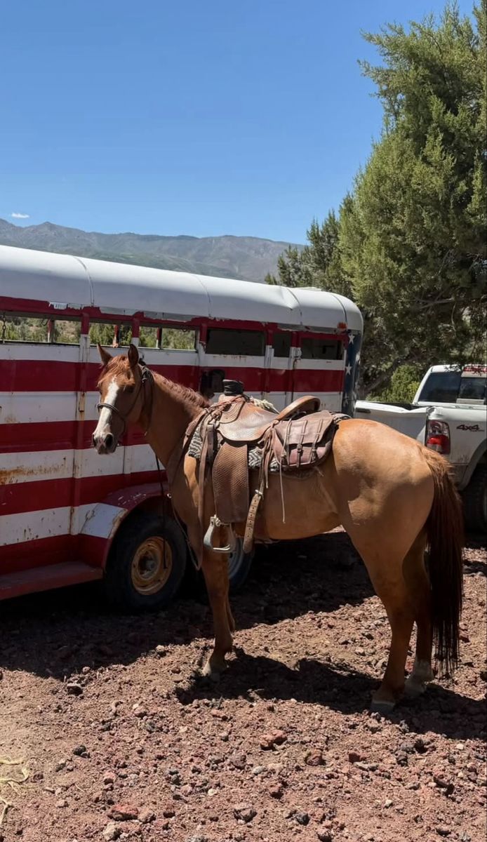 4 yr old 5,500 OBO!
