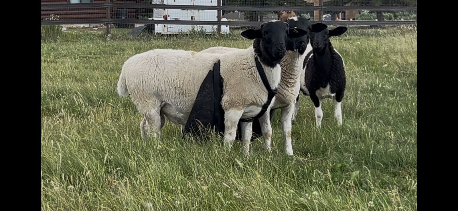 Dorper ram (intact)