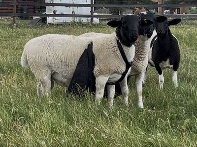 Dorper ram (intact)