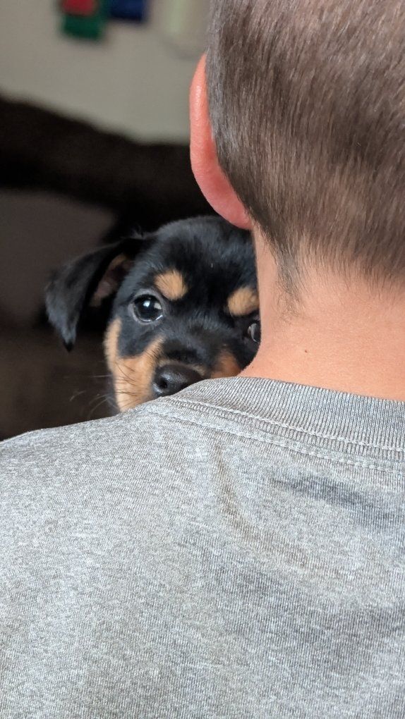 CHI PIN PUPPIES