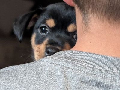 CHI PIN PUPPIES