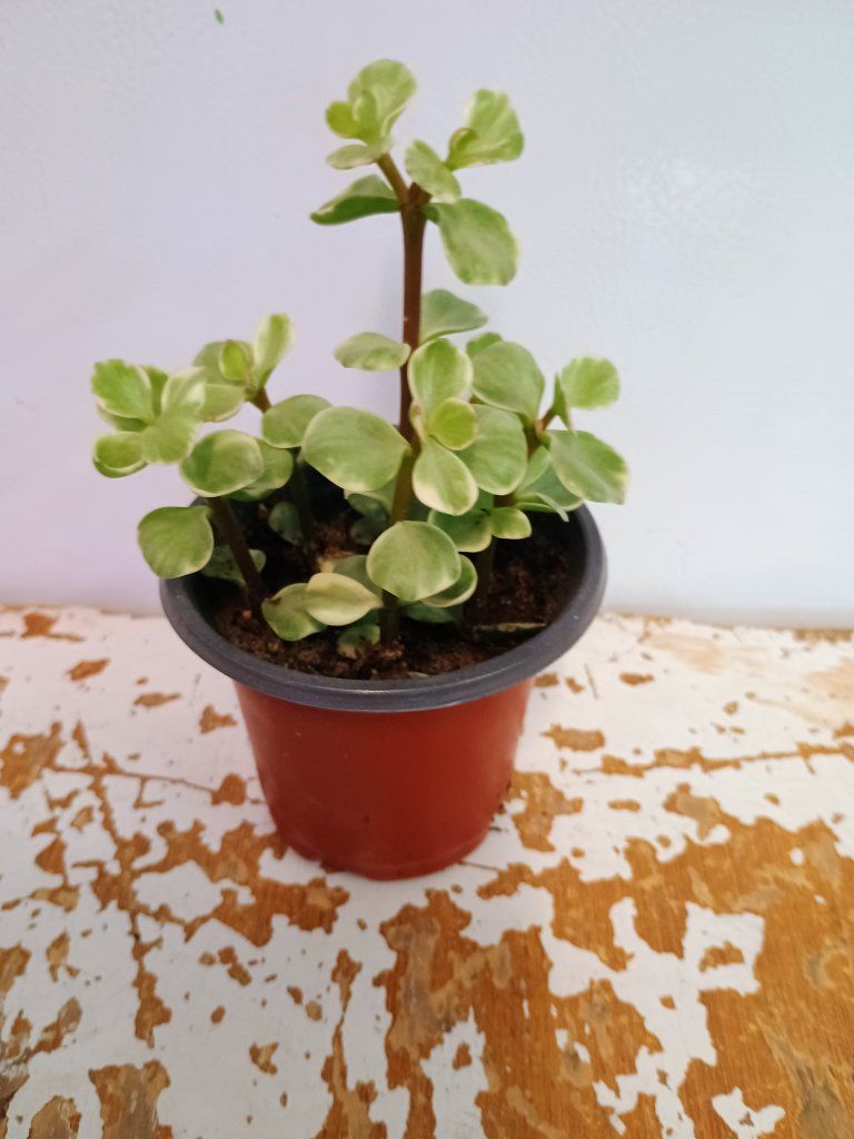 Elephant bush plant. 3" nursery pot.