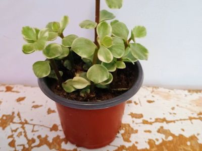 Elephant bush plant. 3" nursery pot.