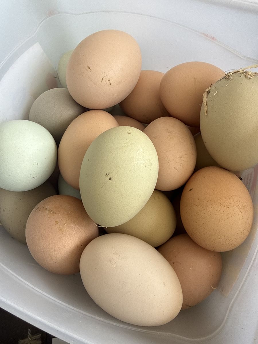 Free range chicken eggs