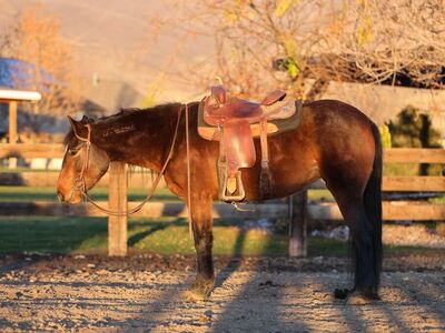 4 year old Mustang Mare