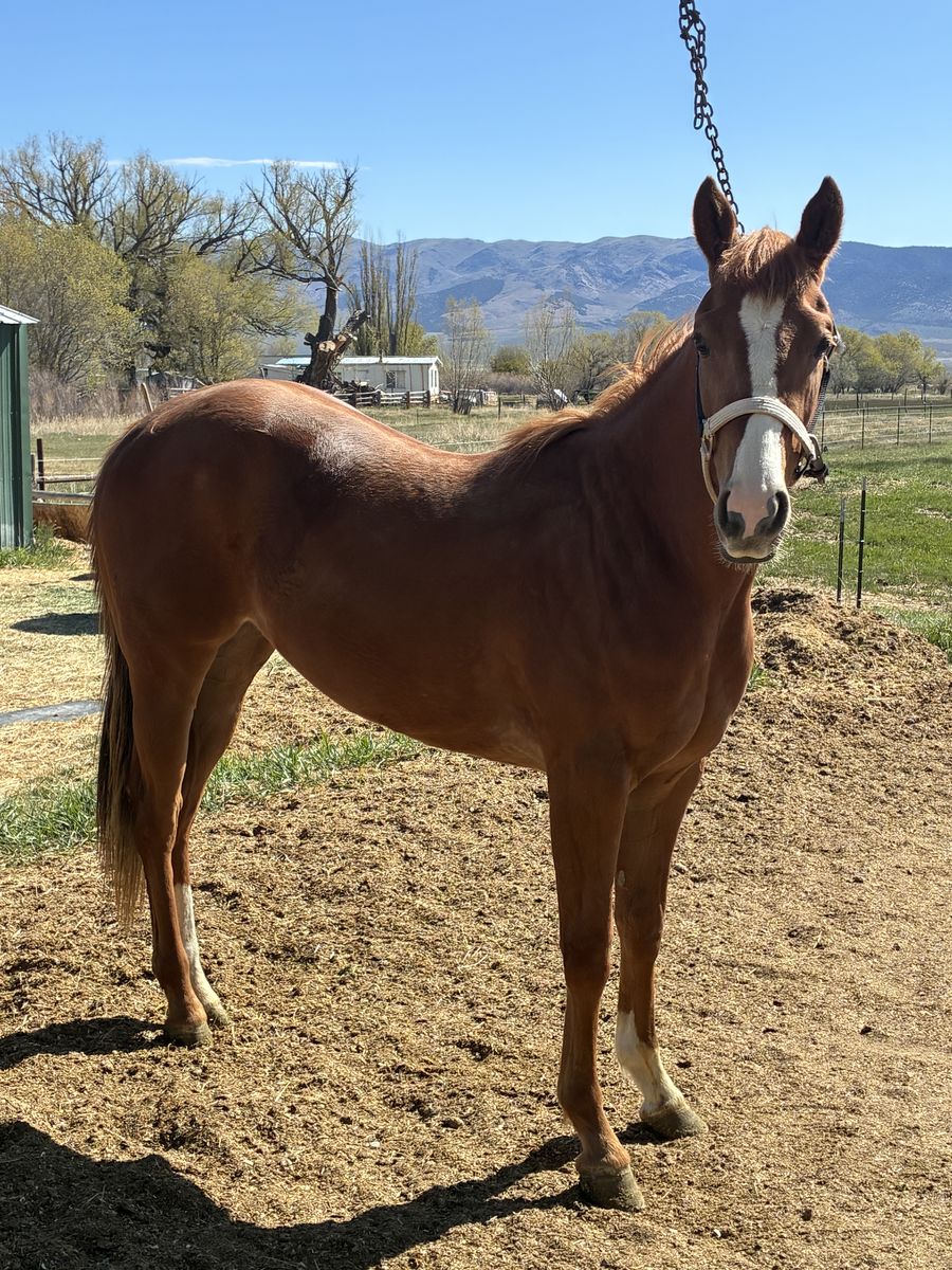 2 Year Old Solid Paint Filly Race Bred