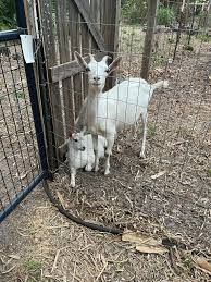 Free Goat