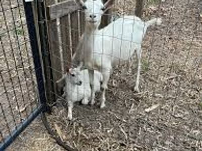 Free Goat